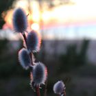 Catkins at sunset.