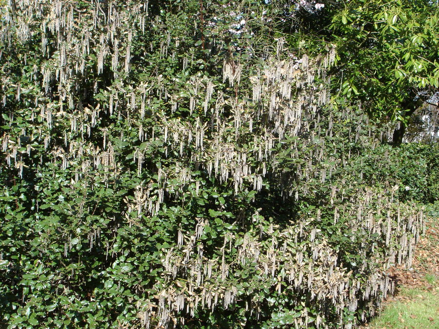 Catkins in local park.