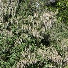 Catkins in local park.