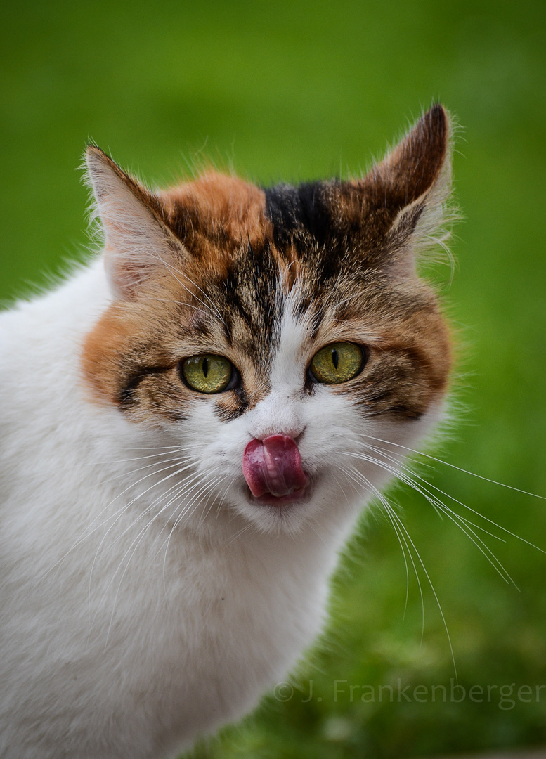 Catnip?