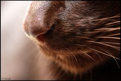 catnose