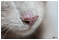 Catnose