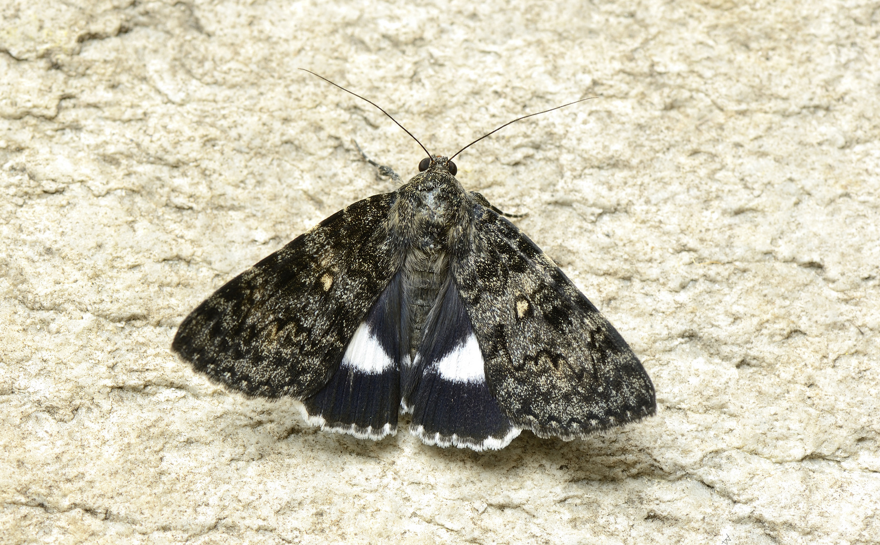 Catocala actaea Foto & Bild tiere, wildlife, schmetterlinge Bilder