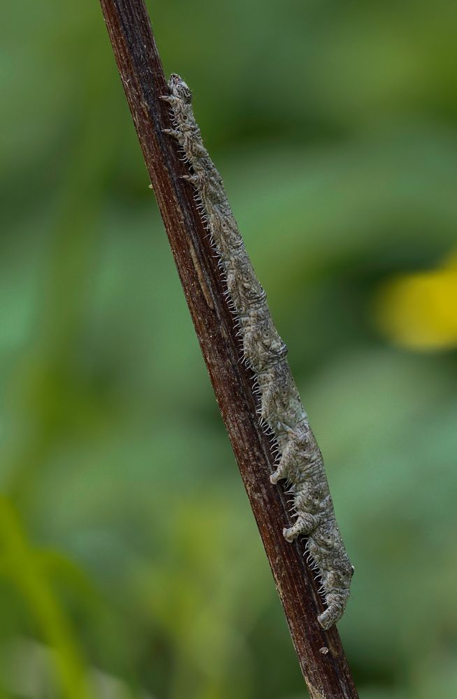 Catocala fraxini Foto & Bild tiere, landschaft, naturmakros Bilder