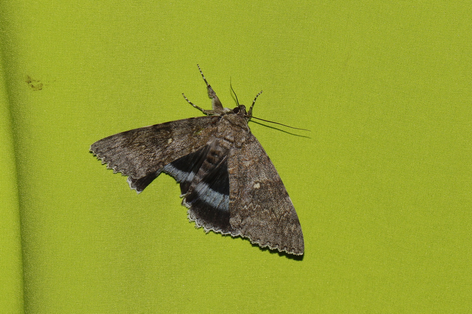 Catocala fraxini