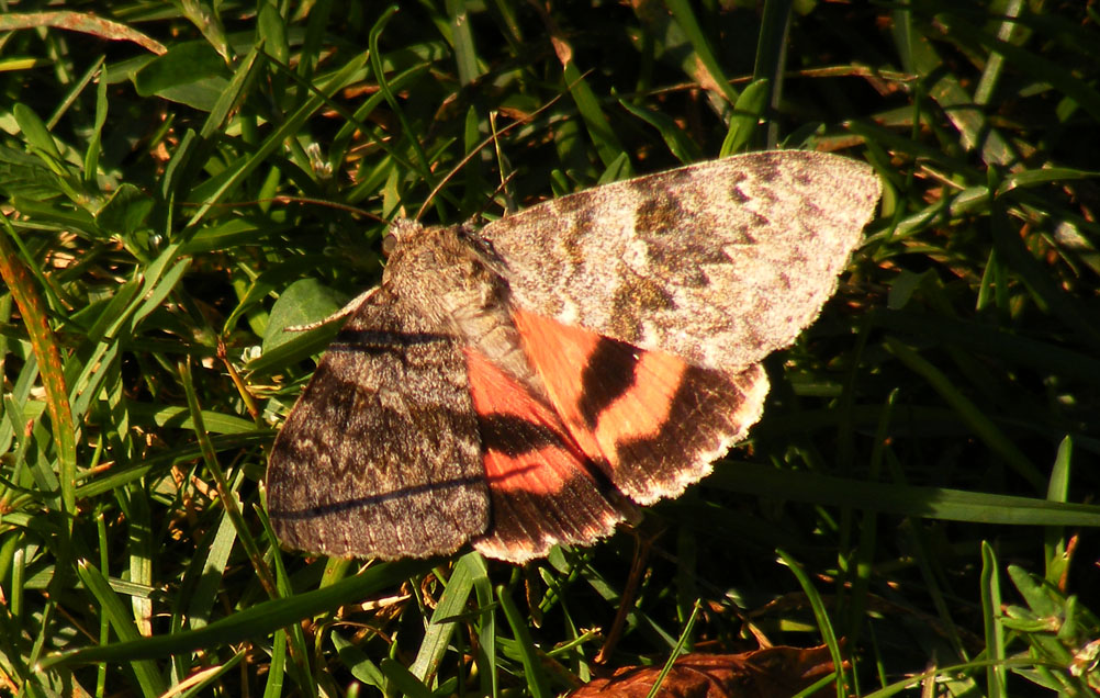 catocala nupta