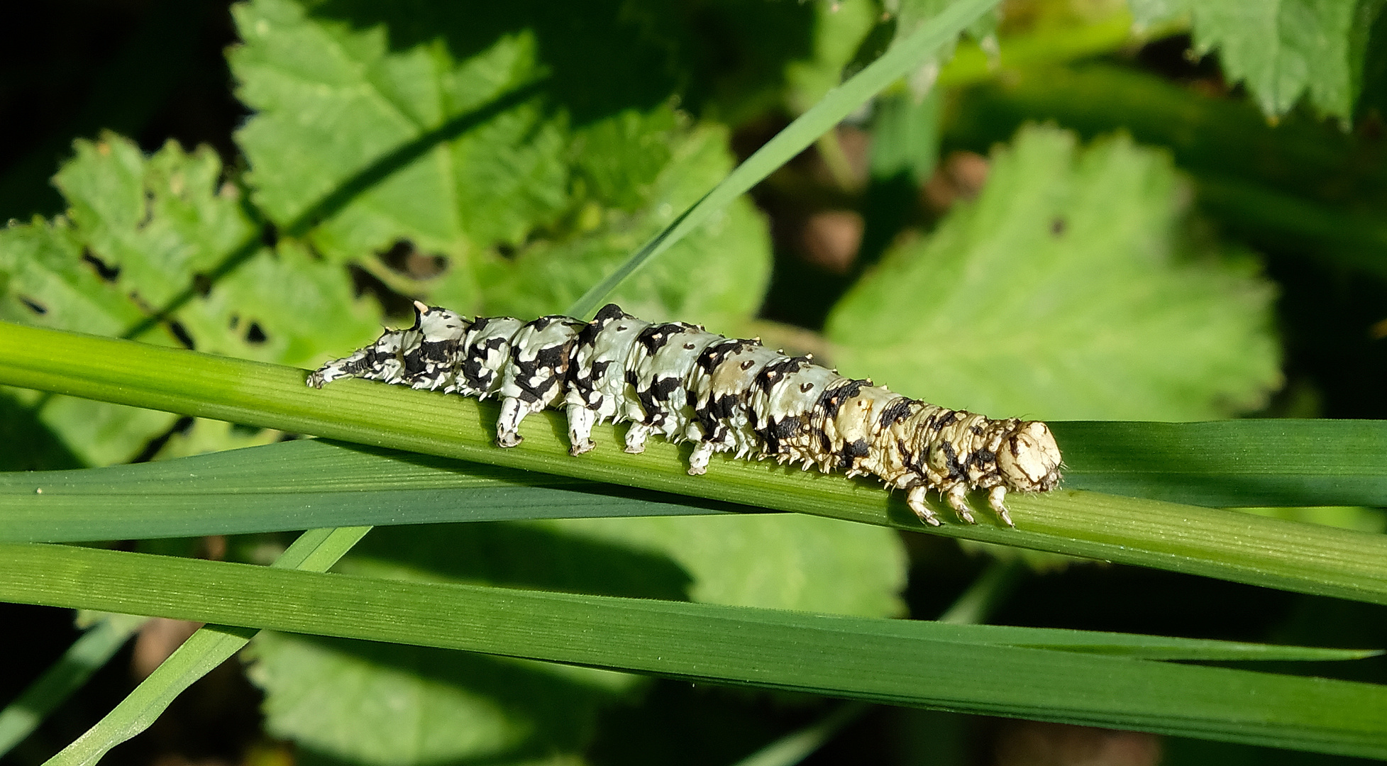  Catocala promissa - Kleines Eichenkarmin