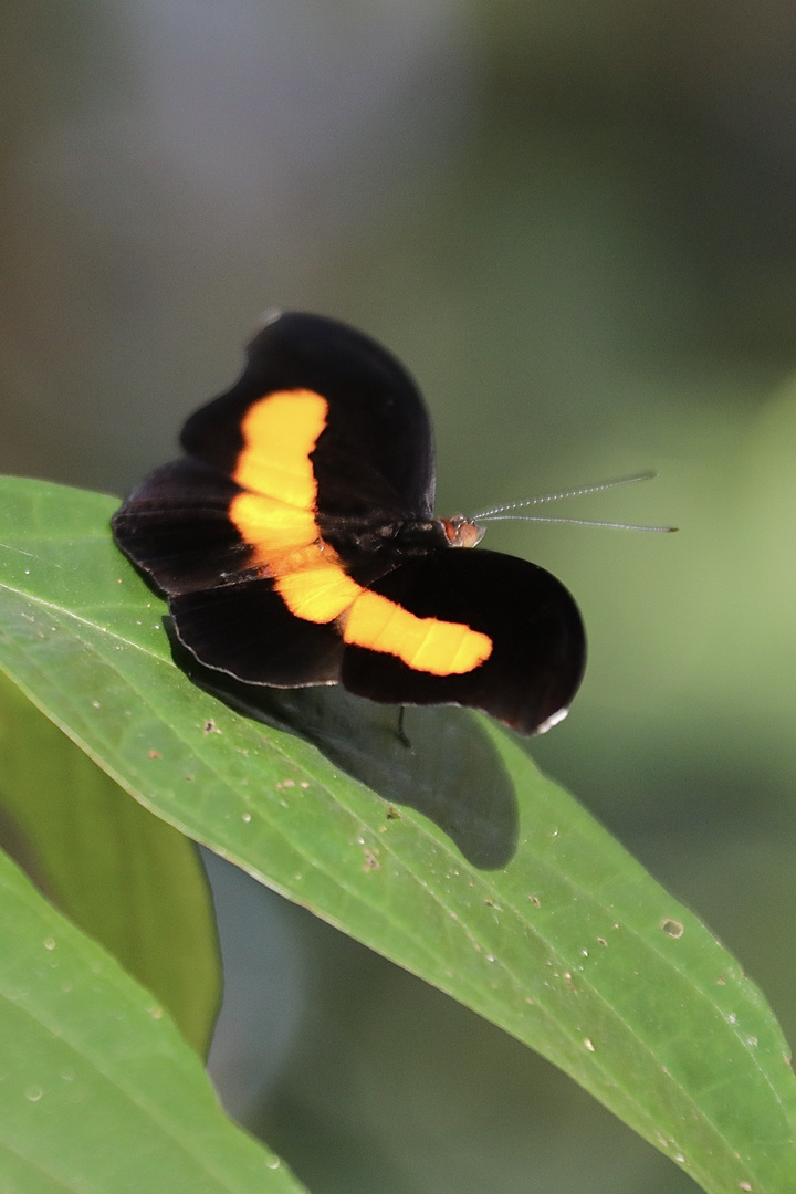 Catonephele acontius, (male)