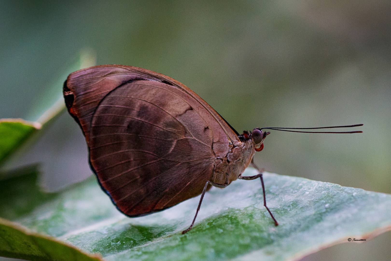 Catonephele numilia esite, Männchen