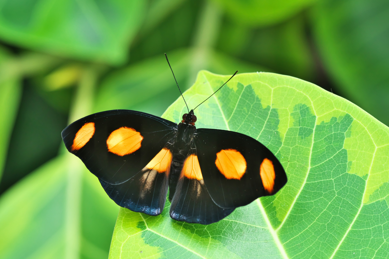 Catonephele numilia Männlich Foto & Bild makro, natur, schmetterling