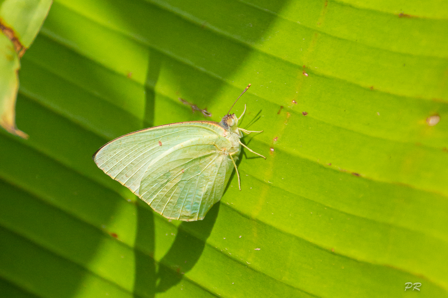 Catopsilia florella