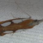 Catoptria  conchella - Wiesenzünsler 