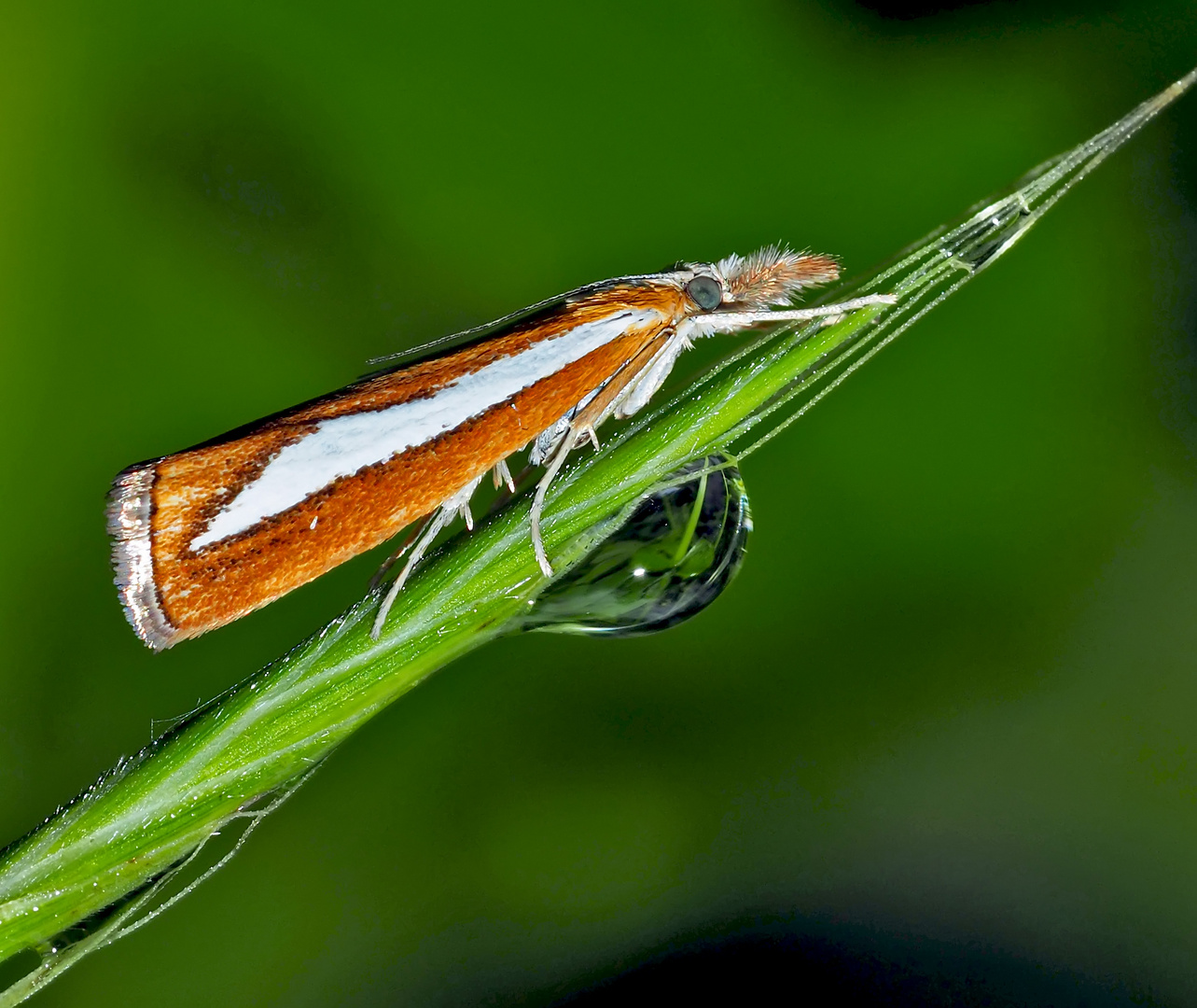 Catoptria margaritella - Le Crambus à rayure d'argent.