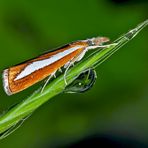 Catoptria margaritella - Le Crambus à rayure d'argent.