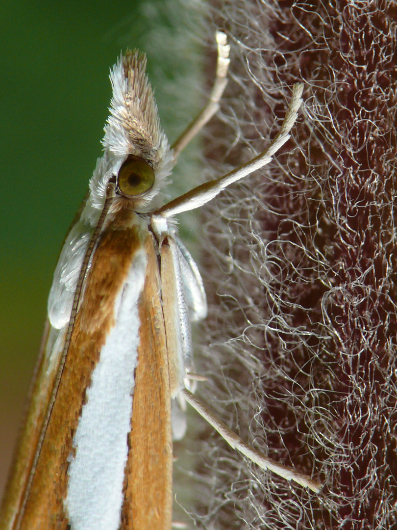 Catoptria Permutatella - Pyralidae - HARZ