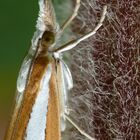 Catoptria Permutatella - Pyralidae - HARZ