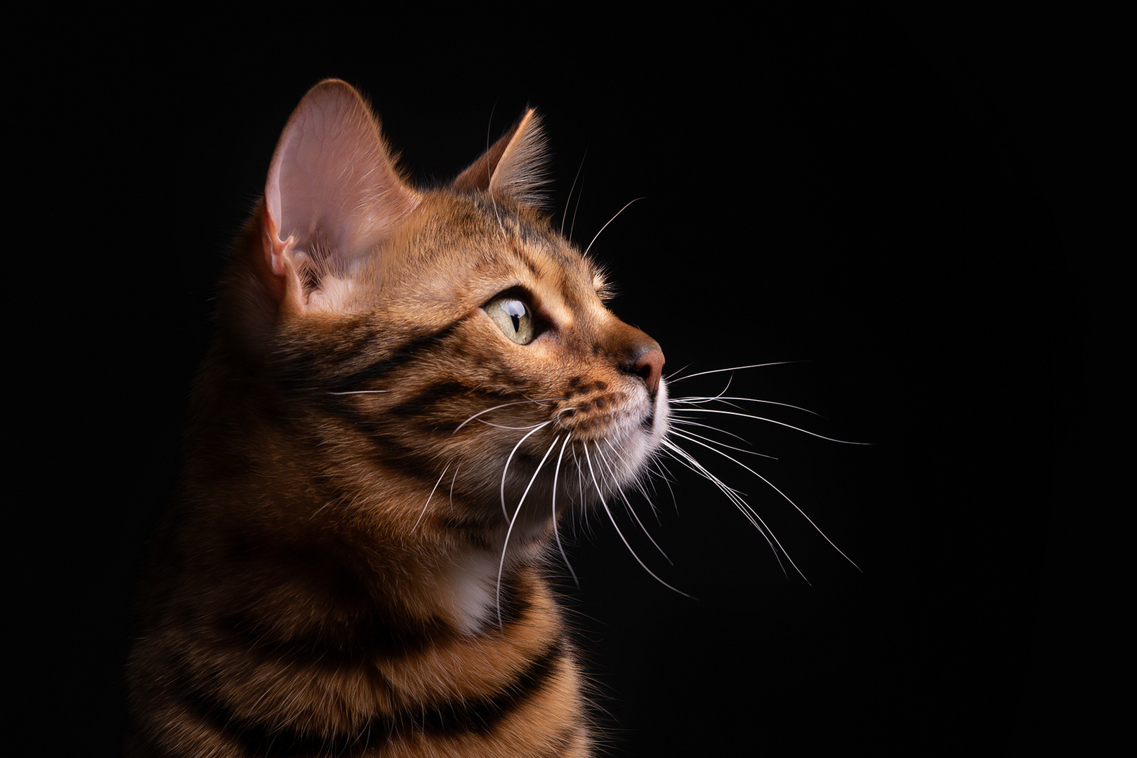 Cats Foto & Bild | tiere, haustiere, katzen Bilder auf fotocommunity