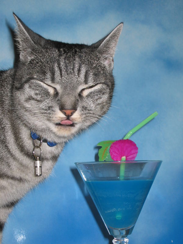 cats and cocktails