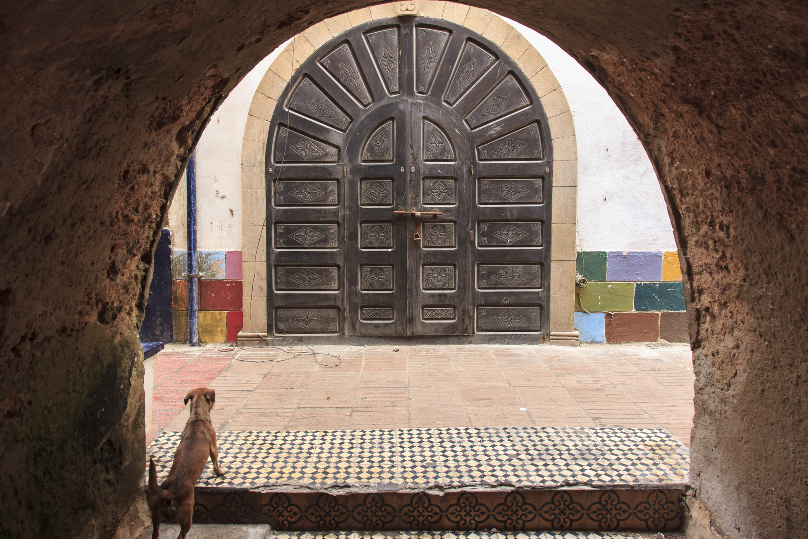 Cats and Dogs in Morocco - Part I DOG