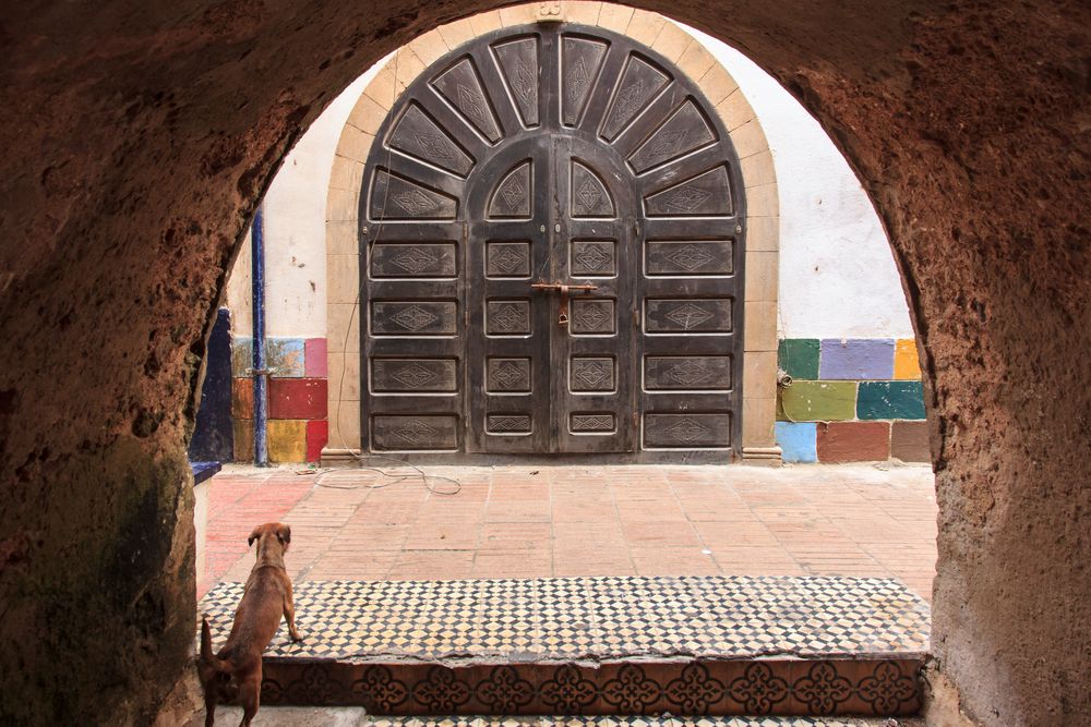 Cats and Dogs in Morocco - Part I DOG