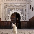 Cats and Dogs in Morocco - PArt II CAT