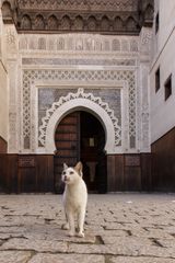 Cats and Dogs in Morocco - PArt II CAT