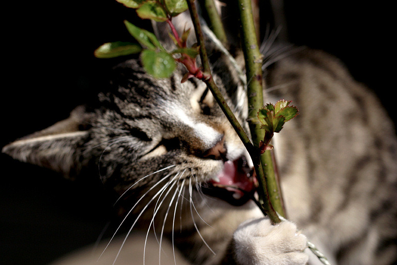 Cats And Roses