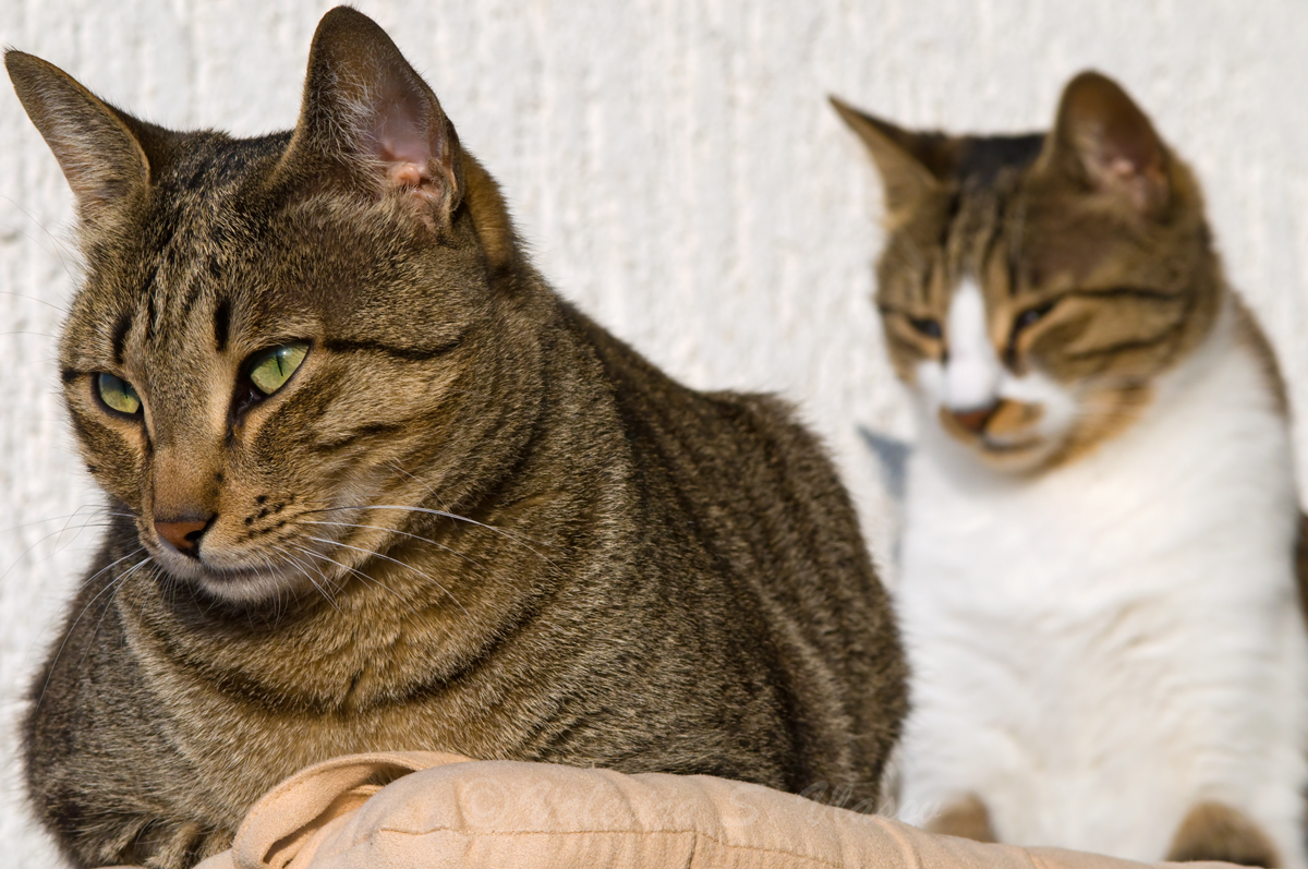 Cats at Sunset