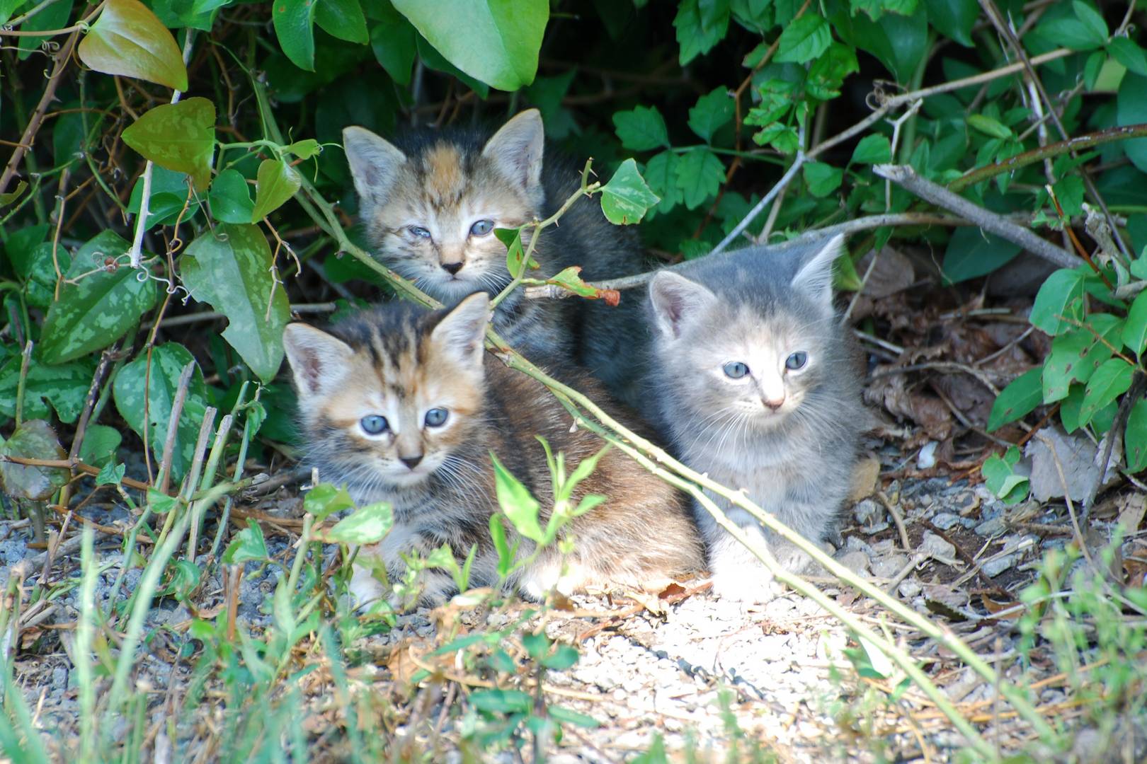 Cats (Back Yard Safari)