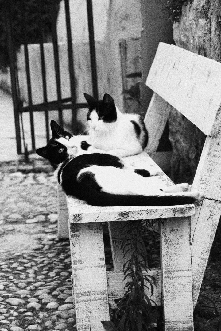 cats black and white