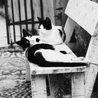 cats black and white