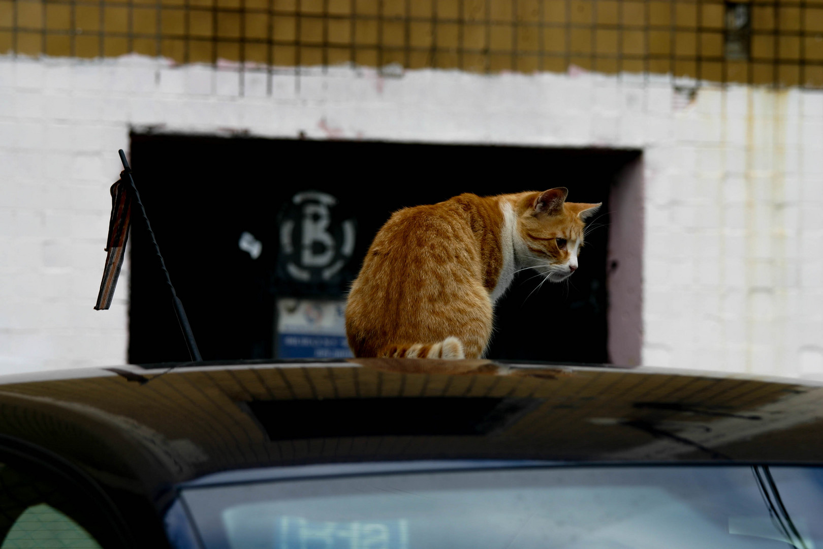 Cats & cars_004