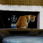 Cats & cars_004