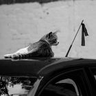 Cats & cars_007