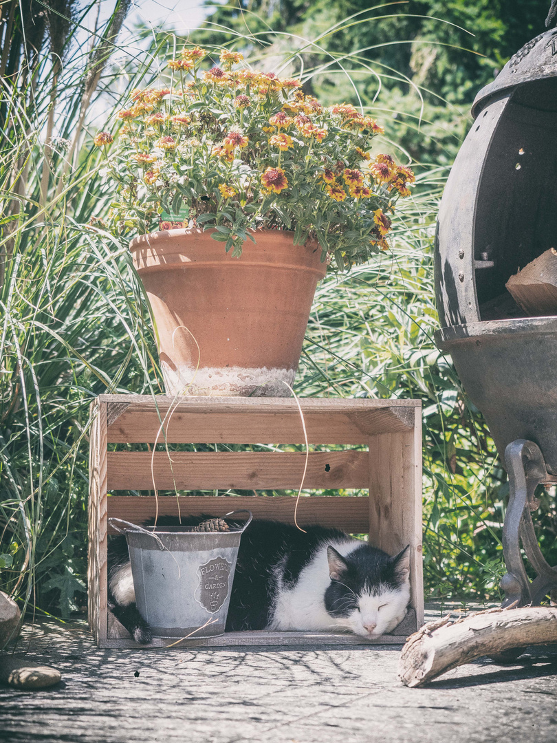 cat`s chillout bei 35 ° C