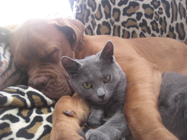 Cat´s & Dog´s