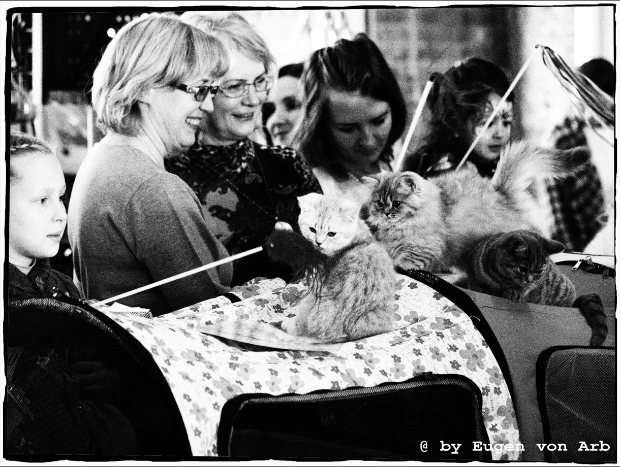 Cats exhibition in St. Petersburg, Russia