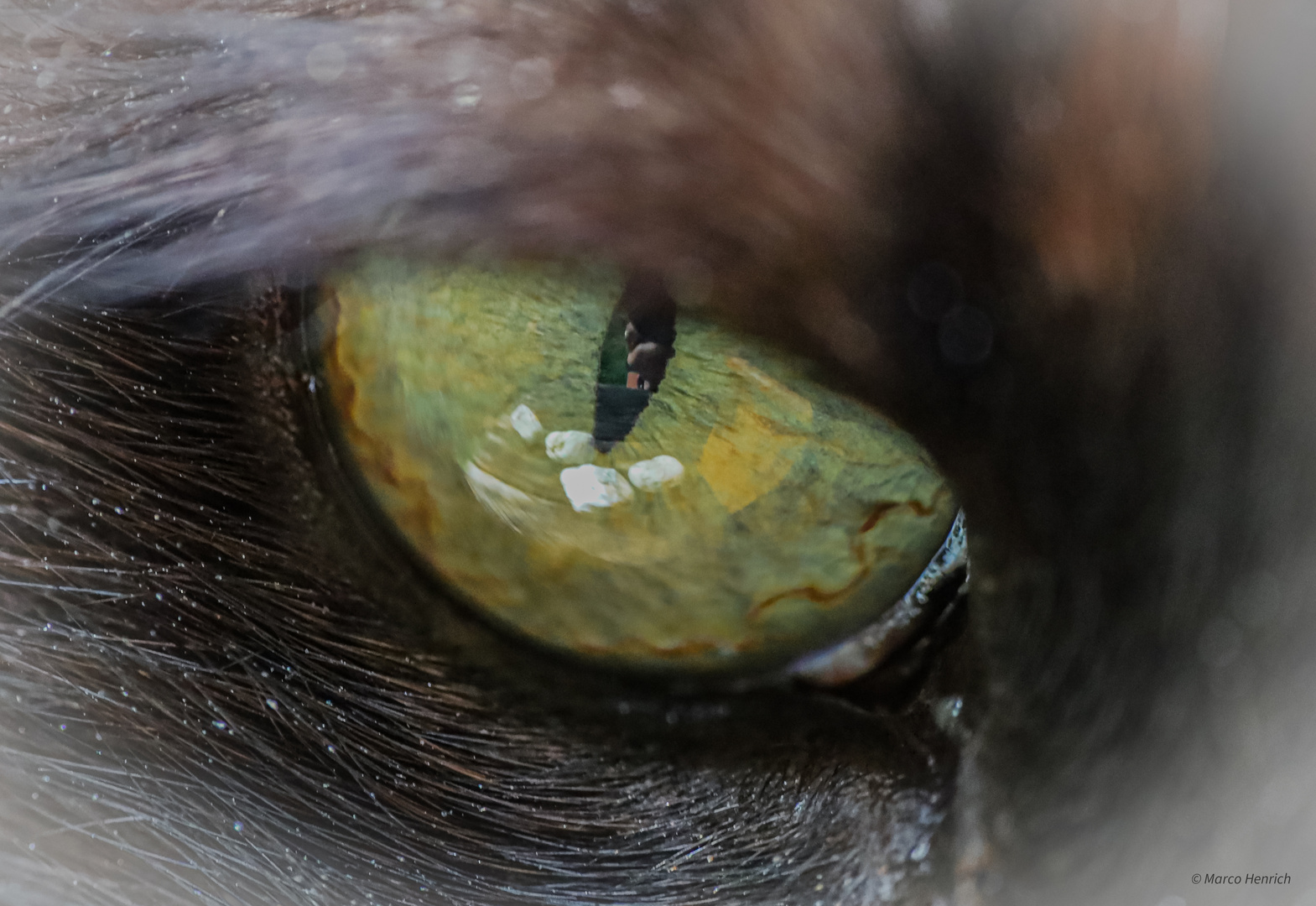 Cat´s eye