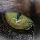 Cat´s eye