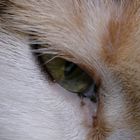 cat's-eye