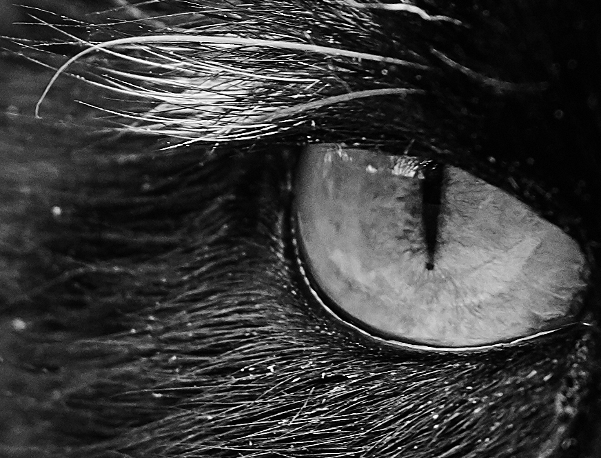 Cats Eye