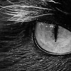 Cats Eye