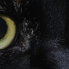 Cats Eyes 2 ....