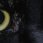 Cats Eyes 2 ....