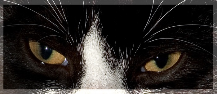 Cat's Eyes