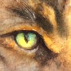 Cats Eyes