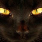 Cat`s eyes