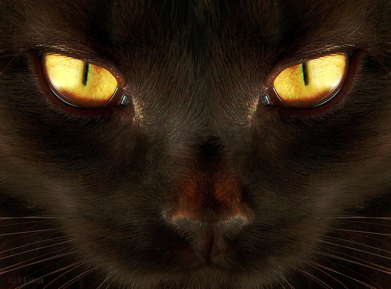 Cat`s eyes by undercover...