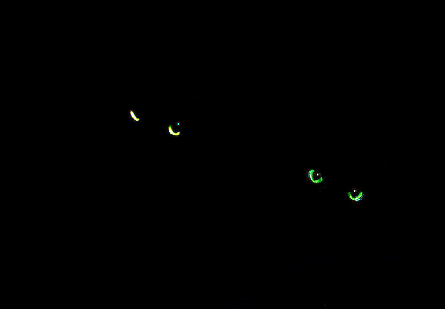 Cats' Eyes, Hallowe'en