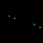 Cats' Eyes, Hallowe'en